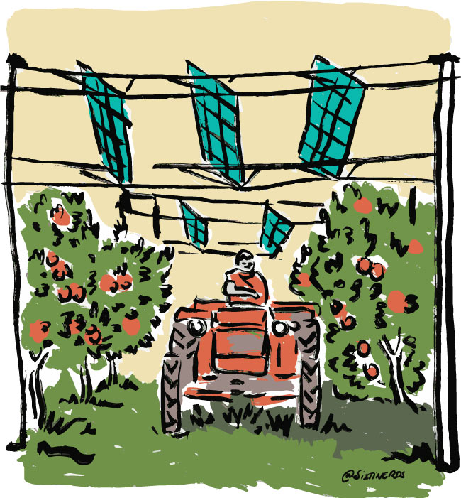 Tracteur circulant entre arbres fruitiers sous ombrières agricoles photovoltaïques