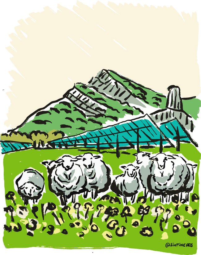 Moutons pâturant sous ombrières agricoles photovoltaïques dans la Drôme